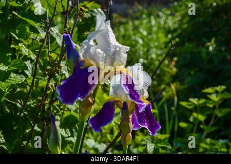 Isteigt an einem Sommertag nach dem Regen im Garten Stockfoto