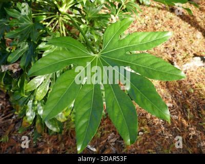 Japanisches Aralia - Fatsia Japonica tropisches Pflanzenblatt Stockfoto