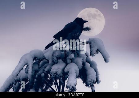 Corvus cornix, eine Kapuzenkrähe, die auf einem schneebedeckten Kiefernbaum gegen Vollmond bei Einbruch der Dunkelheit thront. Stockfoto
