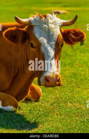 Die orangene Kuh ruht friedlich auf einem grasbewachsenen Feld an einem sonnigen Tag. Eine ruhige Atmosphäre verstärkt die Ruhe der Natur und die Schönheit der Landschaft. Stockfoto