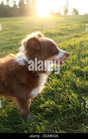 Brauner und weißer Hund steht auf einem grasbewachsenen Feld Stockfoto