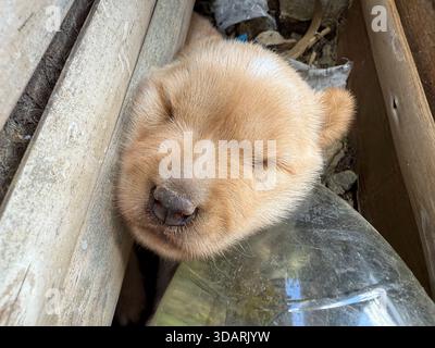 Niedliches Gesicht von Asong Pinoy (Aspin) / Asong Kalye (Askal) Mehlhund auf den Philippinen, philippinische streunende Mischlingshunde, einheimische philippinische einheimische, philippinische einheimische Hunde Stockfoto