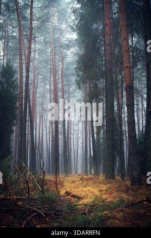 Atmosphärischer Nadelwald in Nebel gehüllt. Hohe, schlanke Kiefer- und Fichtenstämme dominieren die vertikale Zusammensetzung über dem beleuchteten, rötlichen für Stockfoto