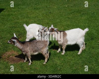 Drei Ziegen stehen auf einem grasbewachsenen Feld Stockfoto