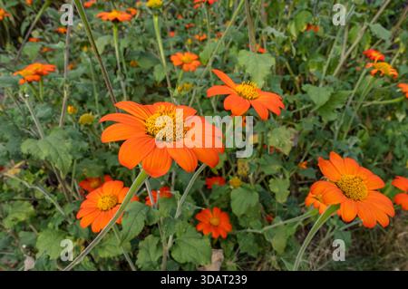 Nahaufnahme von orangen Tithonia tithonias Blüten blühende Blüten im Grenzbeet im Sommer England Großbritannien Großbritannien Großbritannien Großbritannien Großbritannien Großbritannien Großbritannien Großbritannien Großbritannien Großbritannien Großbritannien Großbritannien Großbritannien Großbritannien Großbritannien Großbritannien Großbritannien Großbritannien Großbritannien Stockfoto