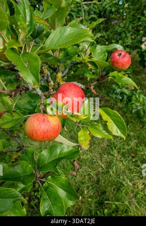 Nahaufnahme von Früchten roter Äpfel, die auf einem alten Apfelbaum wachsen, im Herbst England Großbritannien Großbritannien Großbritannien Großbritannien Großbritannien Großbritannien Großbritannien Großbritannien Großbritannien Großbritannien Großbritannien Stockfoto