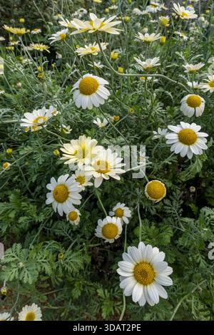 Nahaufnahme der gelben Anthemis tinctoria marguerite marguerites Gänseblümchenblüten blühende Blüten, die im Sommer in England Großbritannien wachsen Stockfoto