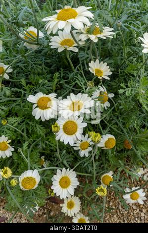 Nahaufnahme der gelben Anthemis tinctoria marguerite marguerites Gänseblümchenblüten blühende Blüten, die im Sommer in England Großbritannien wachsen Stockfoto