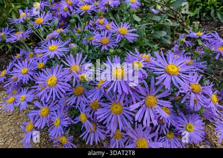 Nahaufnahme von violettem Aster Michaelmas Gänseblümchenblümchen blüht in der Grenze im Herbst England Großbritannien Großbritannien Großbritannien Großbritannien Großbritannien Großbritannien Großbritannien Großbritannien Großbritannien Großbritannien Großbritannien Großbritannien Großbritannien Großbritannien Großbritannien Großbritannien Großbritannien Großbritannien Großbritannien Großbritannien Stockfoto