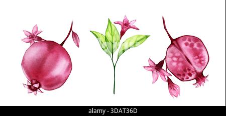 Aquarellkollektion mit transparenten Granatapfelfrüchten und Blättern. Handgemalte Kunstwerke mit roten Früchten, Blumen und grünen Ästen. Realistisch Stockfoto