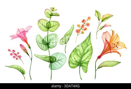 Aquarellset aus transparenten gelben Blüten, Lilien- und Eukalyptusblättern. Farbenfrohe tropische Kollektion auf weiß. Botanische Blüte Stockfoto