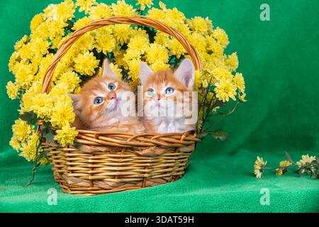 Zwei süße Ingwer und weiße Kätzchen sitzen in einem Korb mit gelben Chrysanthemen Blumen Stockfoto