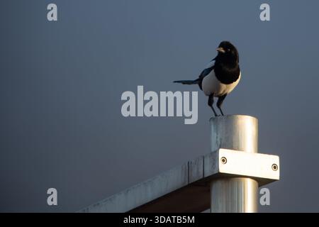 Magpie sitzt auf einem Metallzaun bei Sonnenuntergang. Stadtvogel aus der Familie der Corviden. Leere Stelle für Schriftzeichen. Stockfoto