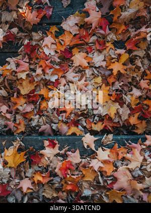 Bunte gefallene Ahornblätter, die am Herbsttag Holzstufen bedecken. Stockfoto