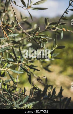 Olivenbäume im italienischen Obstgarten Stockfoto