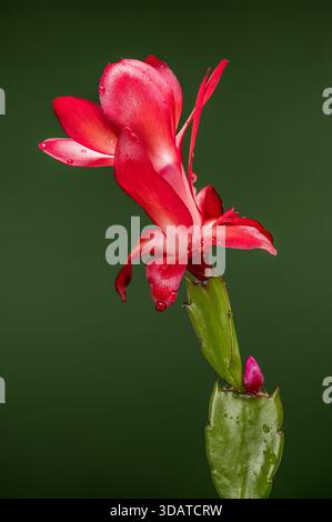 Leuchtende rote und weiße Schlumbergera-Blume auf Dunkelgrün Stockfoto