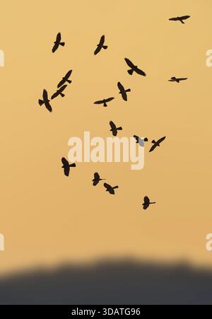 Levant Sparrowhawk - Accipiter brevipes Stockfoto