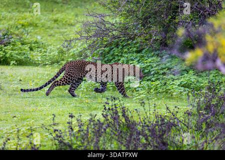 Sri Lanka Leopard (Panthera pardus kotiya) läuft im Yala-Nationalpark, Sri Lanka Stockfoto
