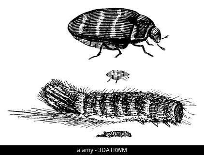 museumskäfer, Käfer und Larve, unten in natürlicher Größe, Anthrenus museorum, (Biologiebuch, 1909), Kabinettkäfer, Käfer und Larve, unterhalb in natürlicher Größe, anthrène des musées, Coléoptère et larve, ci-dessous en taille naturelle Stockfoto