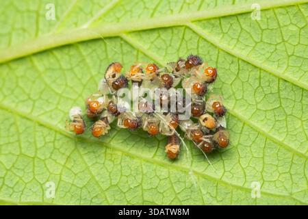 Harmonia axyridis oder asiatische Käfer-Larven, die synchron unter einem grünen Blatt in meinem Garten schlüpfen Stockfoto