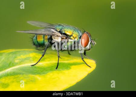 Lucilia sericata diptera auf einem Blatt mit grün verschwommenem Hintergrund und Kopierraum Stockfoto