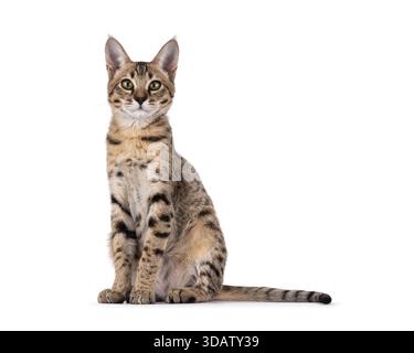 Niedliche junge Erwachsene braune Katze, die nach vorne sitzt. Ich sehe neugierig auf die Kamera. Isoliert auf weißem Hintergrund. Stockfoto