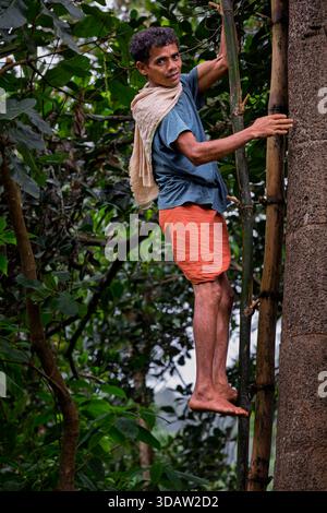Mann auf dem Weg zu einer Baumspitze, um baumsaft für Alkohol zu sammeln, Odisha, Indien Stockfoto