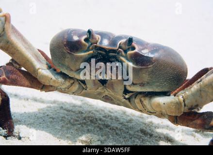 Indonesien, Pulau Batu, Batu-Inseln vor der Westküste von Sumatra, Land Crab (Cardisoma carnifex), Fuji Film ISO 200 Sensia RM, 2001 Stockfoto