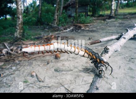 Indonesien, Pulau Batu, Batu-Inseln vor der Westküste von Sumatra, Centipede (Scolopend), Fuji Film ISO 200 Sensia RM, 2001 Stockfoto