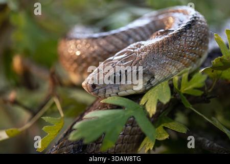 Detaillierte Nahaufnahme einer Zamenis skalaris, die auf grünem Laub ruht und seine skalierte Textur und natürliche Tarnung hervorhebt. Ideal für Natur und Wildnis Stockfoto