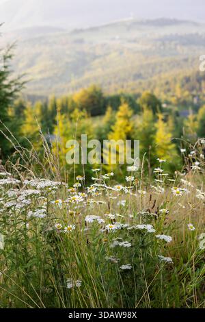 Eine ruhige Sommerberglandschaft mit Wildblumen im Vordergrund und üppig grünen Bäumen. Sanftes Sonnenlicht erzeugt ein sanftes Leuchten, das die natura hervorhebt Stockfoto