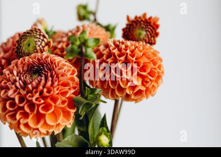 Ein atemberaubender Blick aus nächster Nähe auf leuchtende orangene Dahlien, die in einem eleganten Bouquet angeordnet sind, wunderschön isoliert vor einem hellen Hintergrund, um ihr i zu zeigen Stockfoto