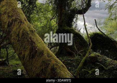 Das üppige Grün des Buchenwaldes La Biescona, bekannt als El Bosque Magico, in La Sierra del Sueve, Colunga, Asturien. Das dichte Baldachin und moosbedeckt Stockfoto