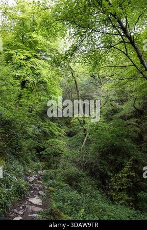 Ein ruhiger Steinpfad schlängelt sich durch das üppige Grün des Buchenwaldes La Biescona in Asturien, Spanien, und zeigt das lebendige Laub und die majestätischen nat Stockfoto