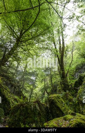 Die ruhige Schönheit des Buchenwaldes von La Biescona zeigt dieses Bild üppiges grünes Laub und hoch aufragende Bäume in Asturien, Spanien, die einen magischen Ambi verkörpern Stockfoto