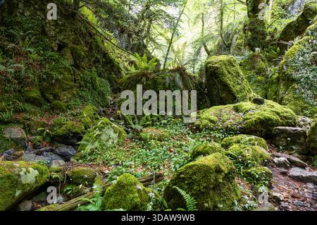 Das üppige Grün des Buchenwaldes La Biescona in Asturien, Spanien. Erkunden Sie die moosbedeckten Felsen und die lebendigen Farne in dieser bezaubernden Waldlandschaft Stockfoto