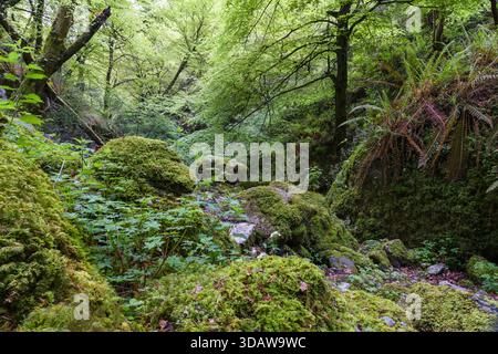 Ein ruhiger Blick auf den Buchenwald La Biescona in Asturien mit üppiger einheimischer Vegetation, moosbedeckten Felsbrocken und hohen, lebhaften Bäumen darunter Stockfoto