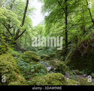 Eine ruhige Szene im Buchenwald La Biescona oder El Bosque Magico in Asturien. Einheimische Bäume und lebhaftes üppiges Grün, typisch für diese Schönheit Stockfoto