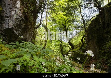 Dichten Laub und lebendige Frühlingsblumen säumen einen Weg im Buchenwald La Biescona, Asturien. Sonnenlicht filtert durch das Baldachin und schafft ein magisches, Stockfoto