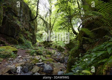 Die üppige Schönheit des Buchenwaldes La Biescona in Asturien, Spanien. Ein ruhiger Steinpfad schlängelt sich durch lebendige einheimische Pflanzen, eingerahmt von hoch aufragenden, grünen t Stockfoto