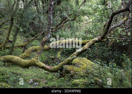 Die bezaubernde Landschaft des Buchenwaldes La Biescona in Asturien, Spanien. Alte, moosbedeckte Zweige schaffen eine mystische Umgebung in üppigem, dichtem Gemüse Stockfoto