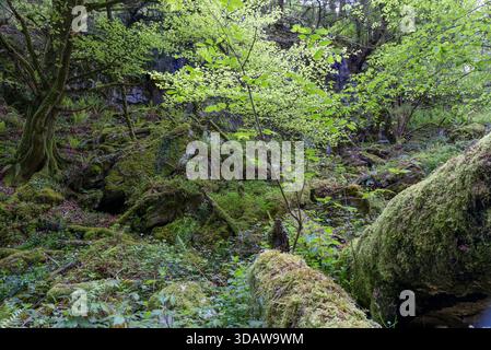 Die üppige Schönheit des Buchenwaldes La Biescona in La Sierra del Sueve, Asturien. Diese bezaubernde Szene zeigt lebhaftes Grün und majestätische einheimische Tre Stockfoto