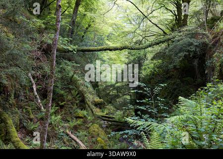 Das üppige Grün des Buchenwaldes La Biescona in Asturien. Die ruhige Atmosphäre und das lebendige Laub sorgen für eine magische Aura in jeder Ecke Stockfoto