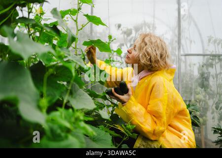 Eine Frau in einem gelben Regenmantel neigt dazu, üppige grüne Gurkenpflanzen in einem Gewächshaus zu bekommen. Sie inspiziert und erntet sorgfältig frische Gurken und hebt die hervor Stockfoto