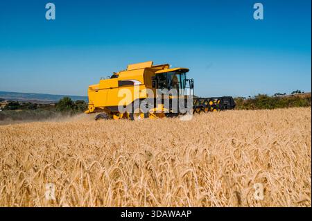 In Guadalajara, Spanien, wird auf einem Gerstenfeld unter klarem Himmel eine gelbe Erntemaschine eingesetzt, die moderne Landmaschinen in Harv präsentiert Stockfoto