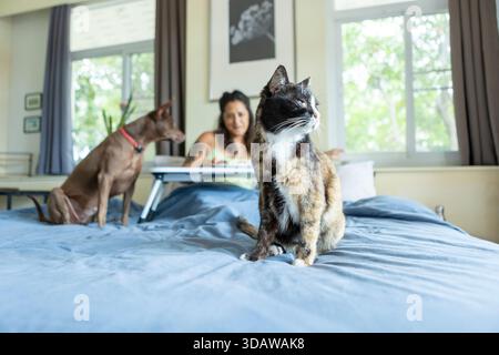 Eine charmante Szene, in der eine Katze und ein Hund auf einem Bett entspannen, während eine Frau im Hintergrund frühstückt. Der Raum ist hell mit Tageslicht und Co Stockfoto