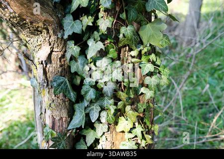 Ivy (Hedera Helix) wächst auf einem Baumstamm, Großbritannien. Stockfoto