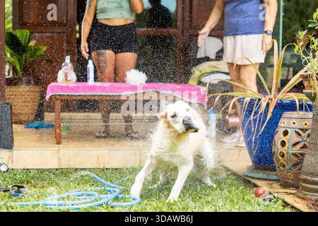Golden Retriever schüttelt Wasser mitten im Bad im Garten ab und spritzt überall Tropfen. Zwei Frauen und Pflegeutensilien sind im Hintergrund zu sehen Stockfoto