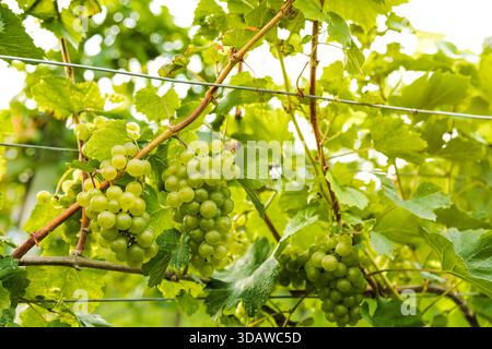 Nahaufnahme lebhafter grüner Trauben, die an Reben in einem üppigen Weinberg hängen. Sonnenlicht filtert durch die Blätter und hebt die frischen und Reifen Cluster hervor Stockfoto