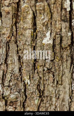 Eine detaillierte Nahaufnahme der Baumrinde mit komplizierten Texturen und natürlichen Mustern. Dieses Bild zeigt die Robustheit der Natur am Levico-See in Trentin Stockfoto